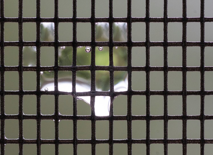 AJ-raindrops on flyscreen-04 Jun 17