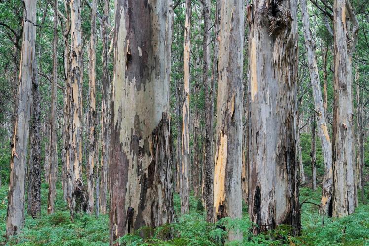 AJ-11Feb17-for GOING FOR A WALK