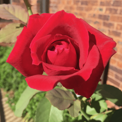 red rose outside Cropped(1)