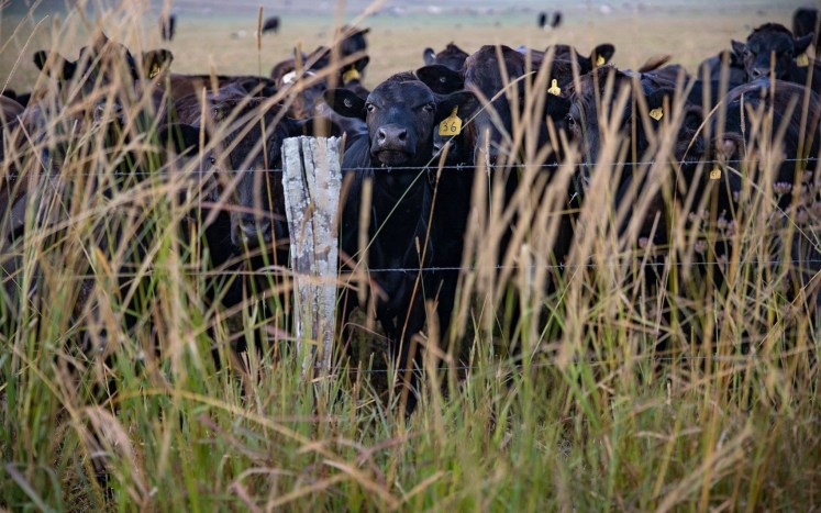 AJ-Cow 36-25 Jan 2019 Cropped