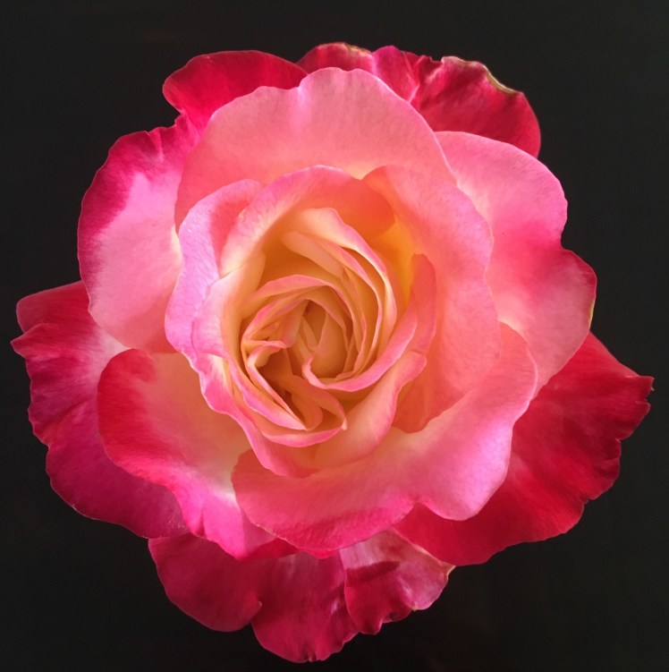 double delight rose