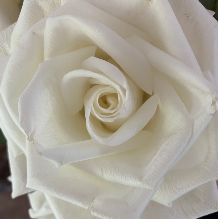 white rose
