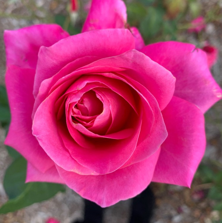 hot pink rose